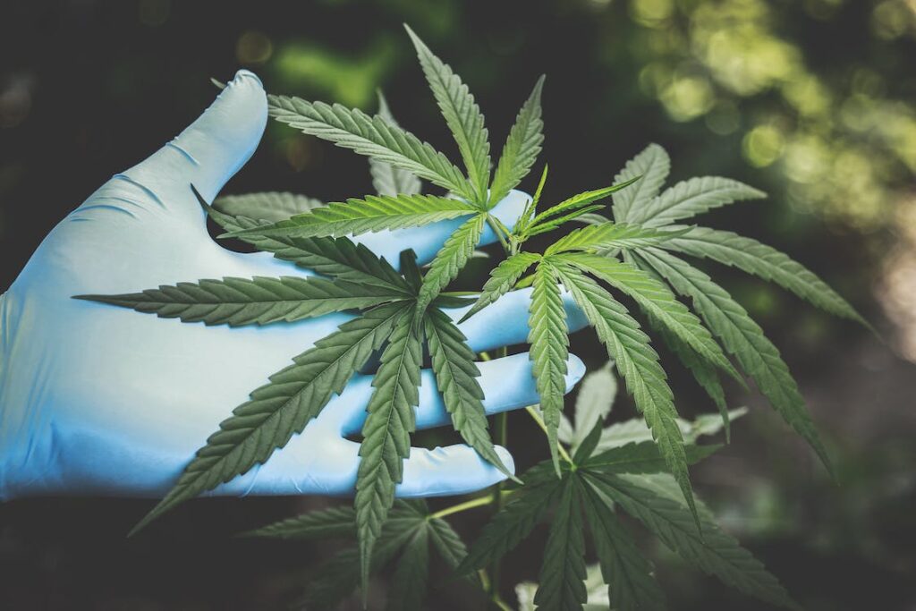 legalidad hhc espana