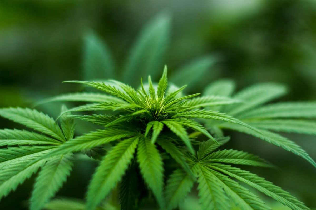 HHX cannabinoide